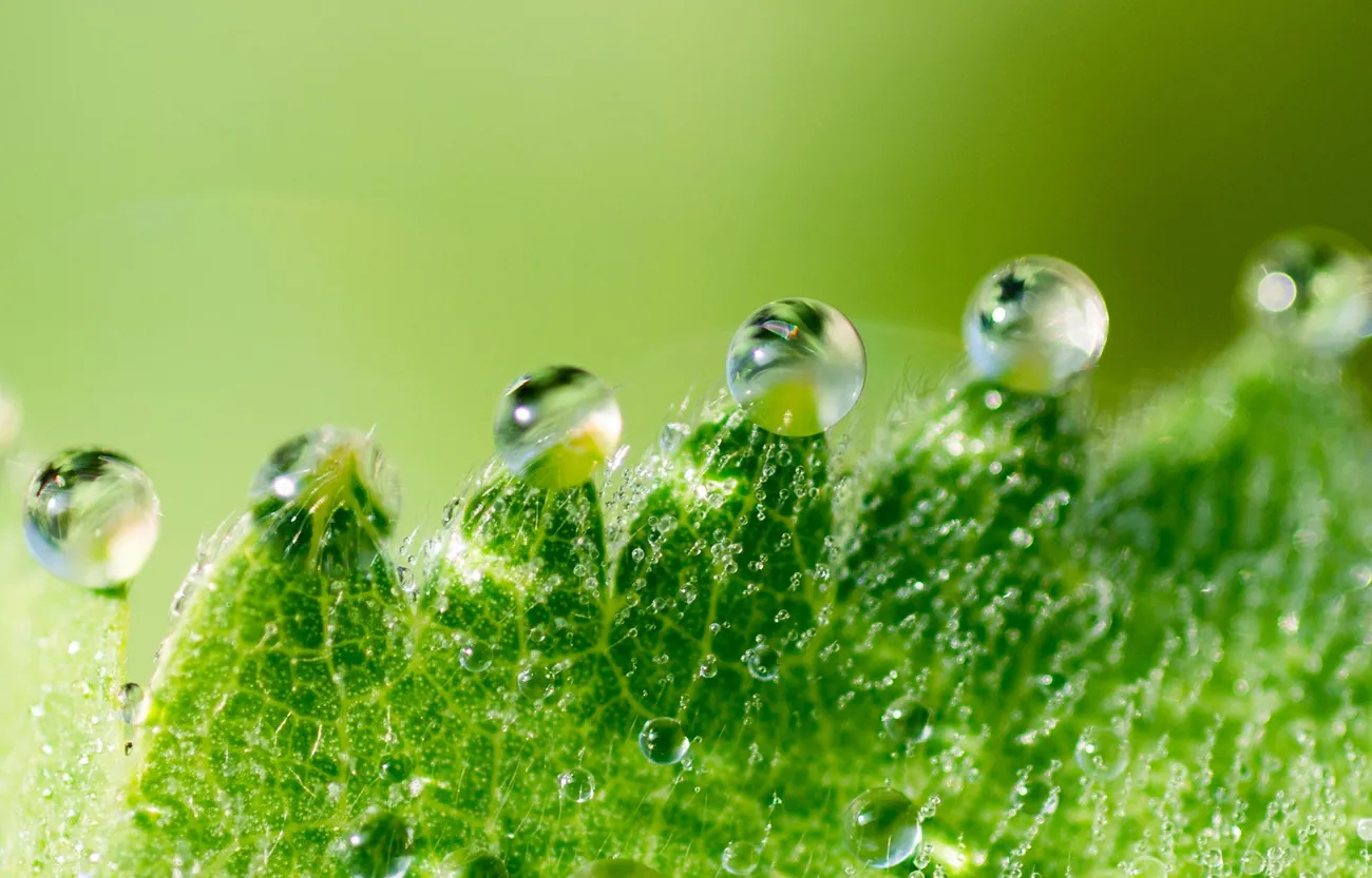 34 Probiotic Strains
