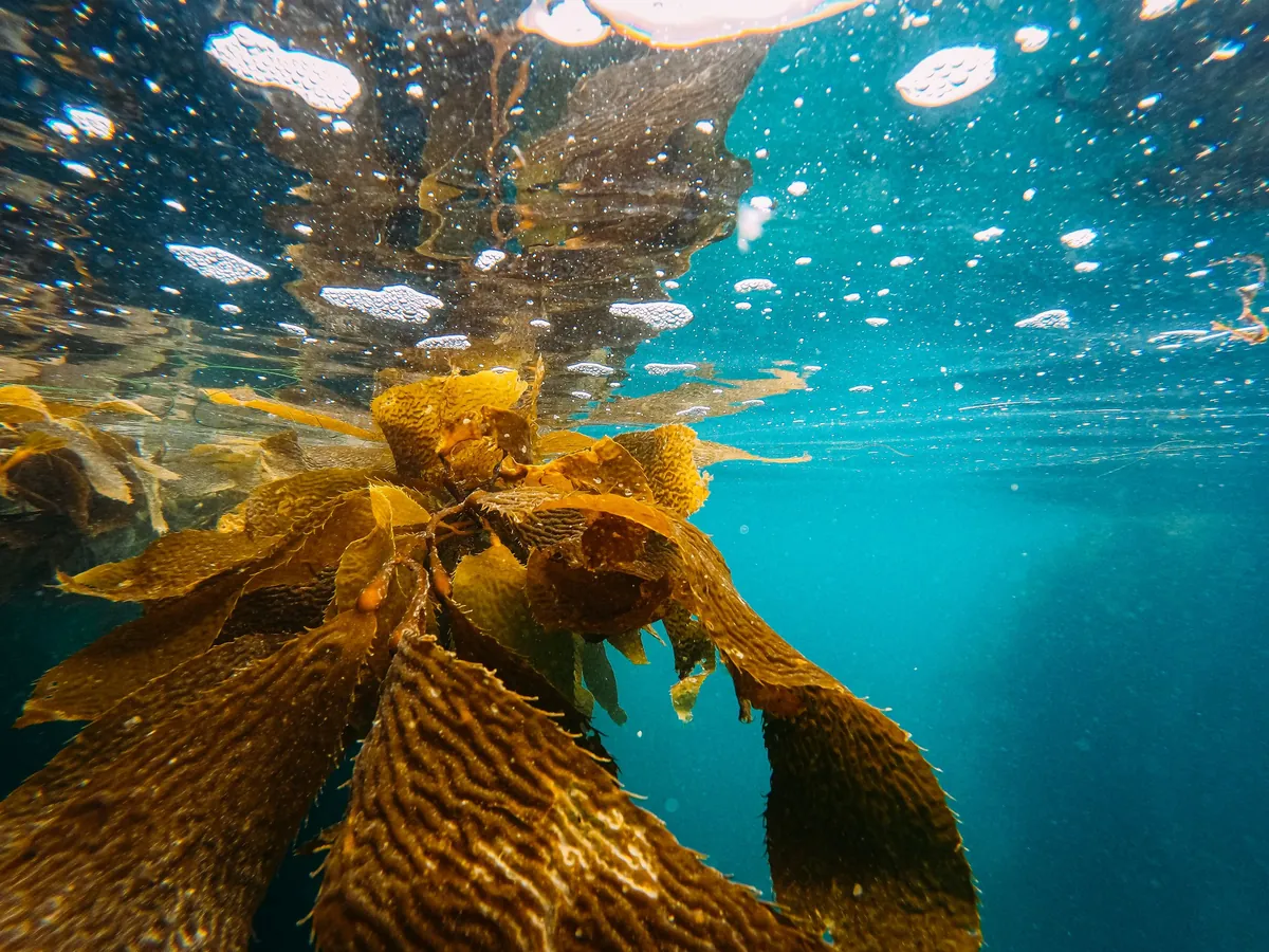 Kelp swaying underwater